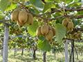 درخت کیوی سبز (Hayward)؛ ویژگی‌ها، شرایط کاشت و پرورش، نگهداری و خواص میوه